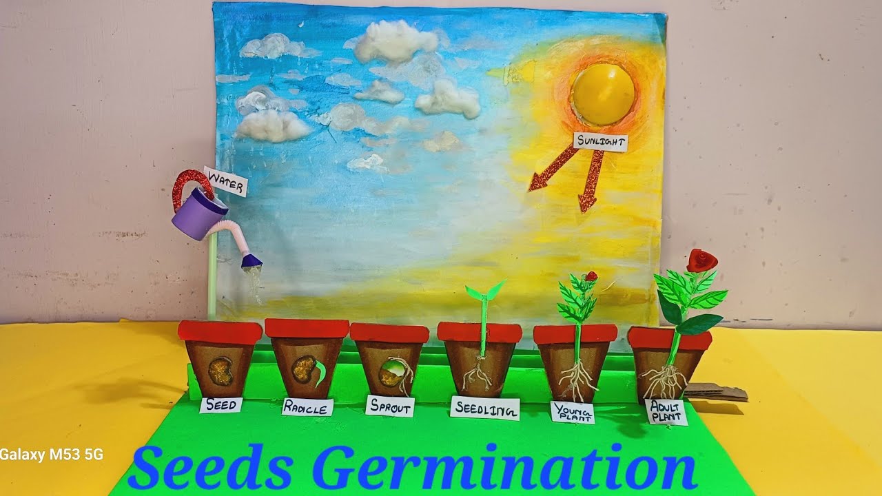Seed Germination project model | seed germination (plant growth) 3d project | plant life cycle model