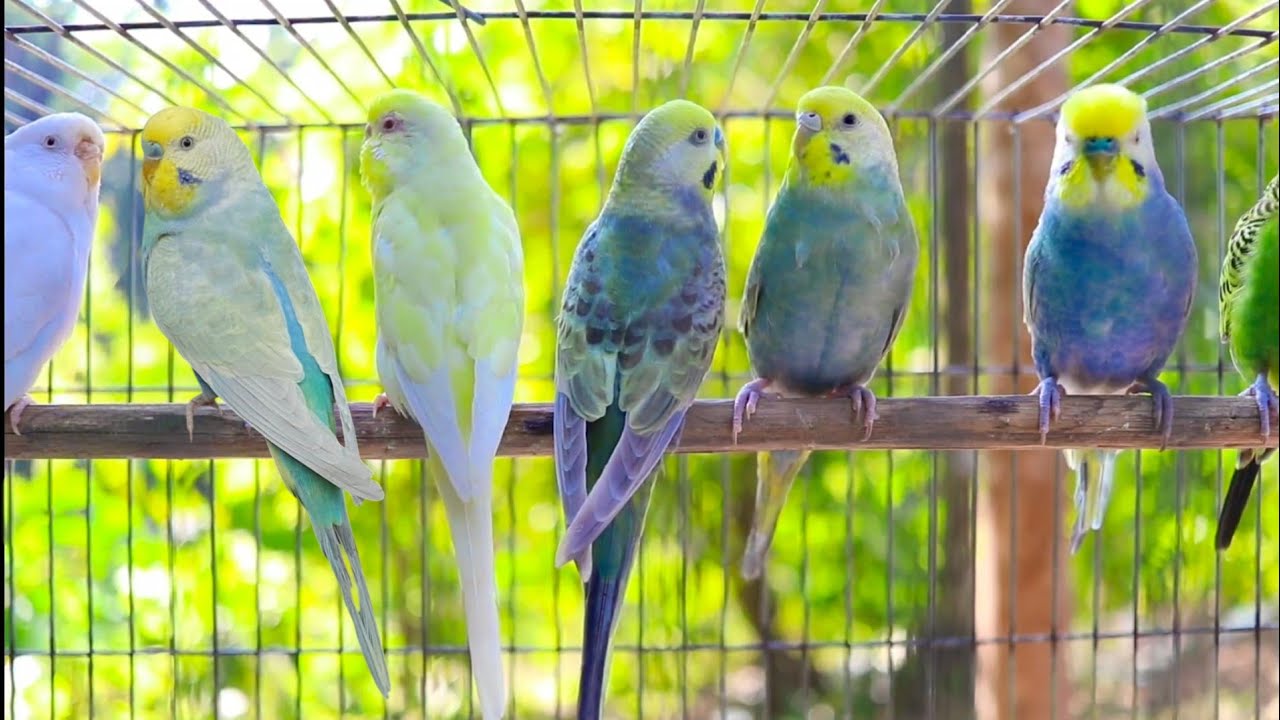 12 Hour of Happiest Sounds of Budgies living in the Garden