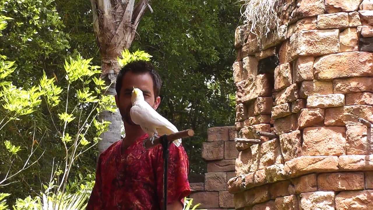 Flights Of Wonder at Animal Kingdom, Walt Disney World, May 2013