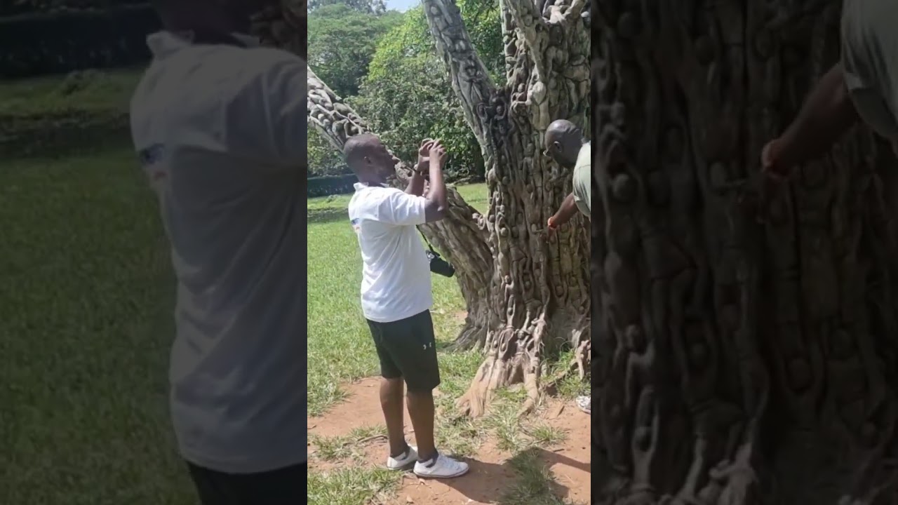 Aburi Botanical Gardens, Eastern Region, Ghana Tree of Survival 😍💪🏿