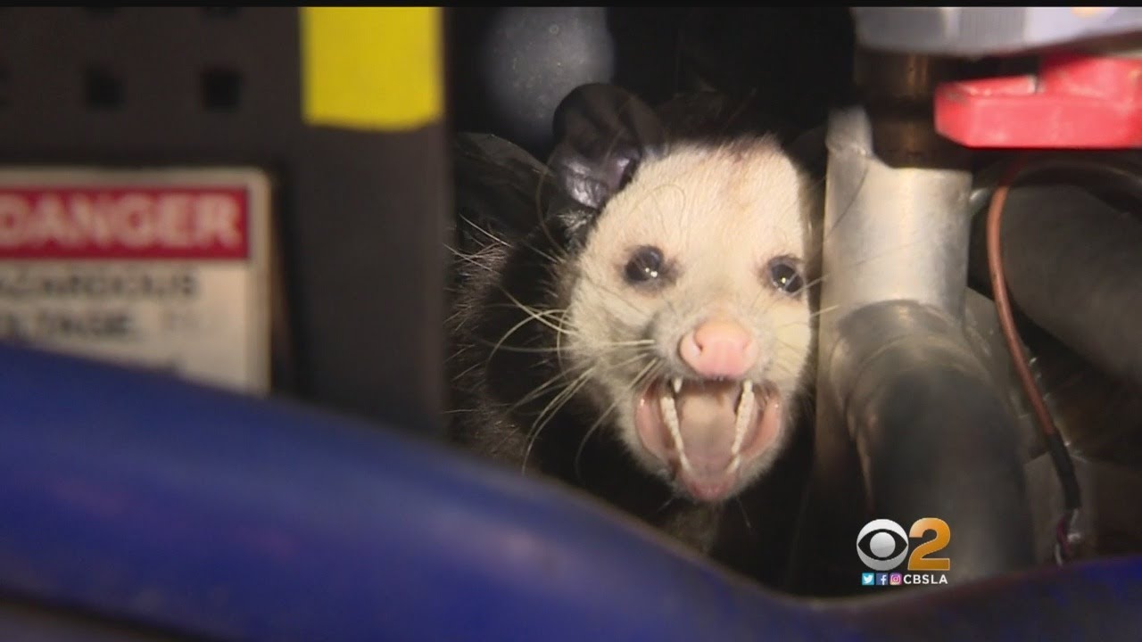 Goldstein Investigation: Possum Living In $1 Million, Taxpayer-Funded Bus