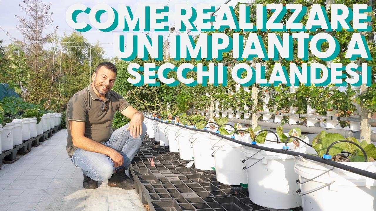 VASI OLANDESI - coltivazione idroponica - Concimi AQUALEAF e FRUIT