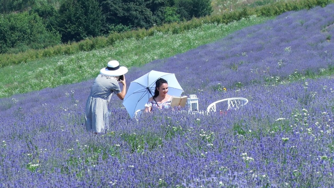 Закарпатський прованс: у краї квітнуть лавандові поля