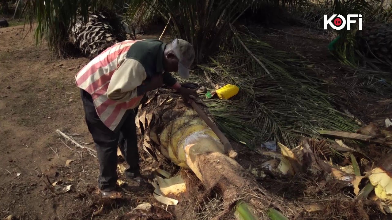 GHANA PALM WINE AND HOW IT HAPPENS