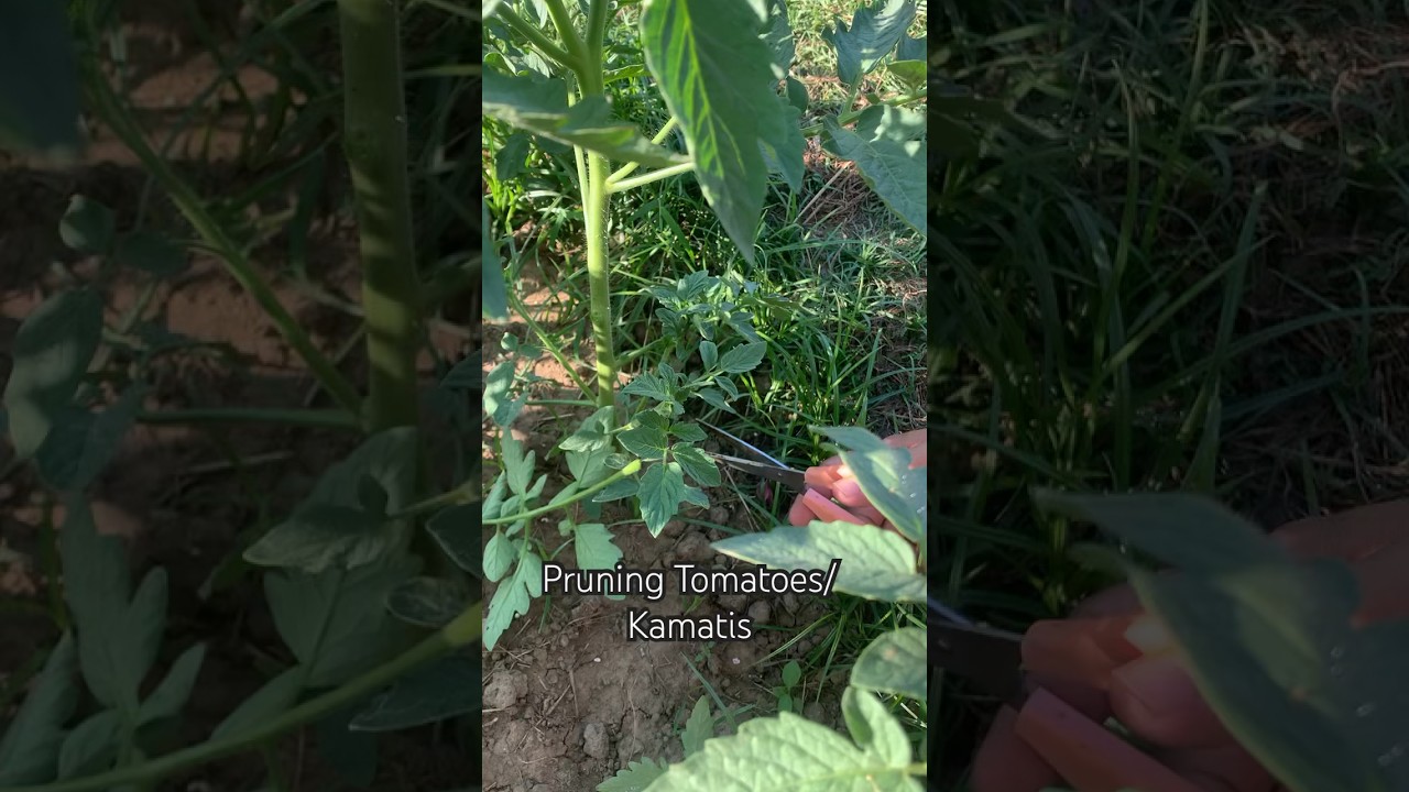 Pruning Tomatoes/Kamatis 🍅 #shortvideo #video #pruning #shorts #short #fyp #viral #farming #kamatis
