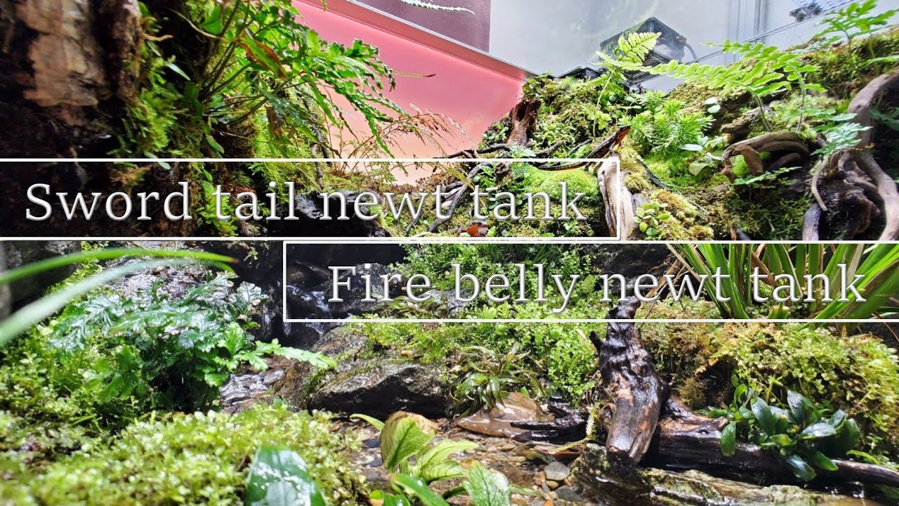 アカハライモリケージとシリケンイモリケージに植物追加とえさやり｜fire belly newt & Sword tail newt vivarium add plant.