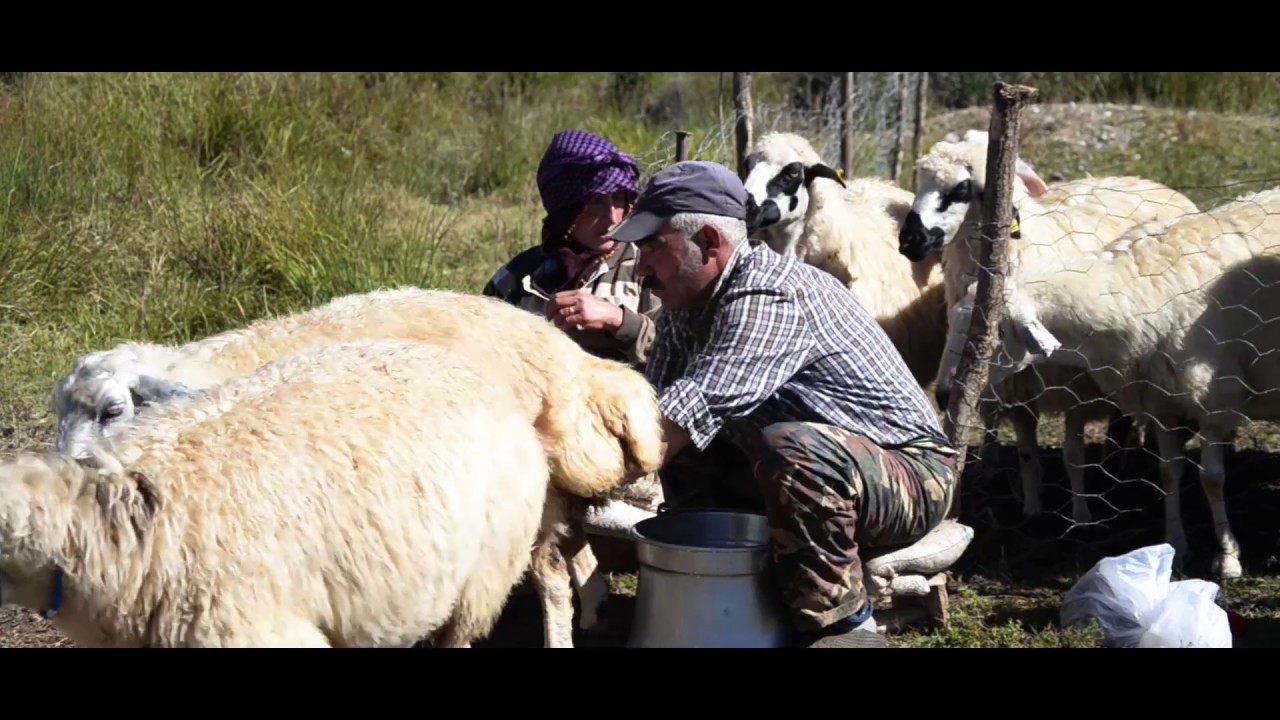 Gecenin Çobanları - ŞAVAKLILAR