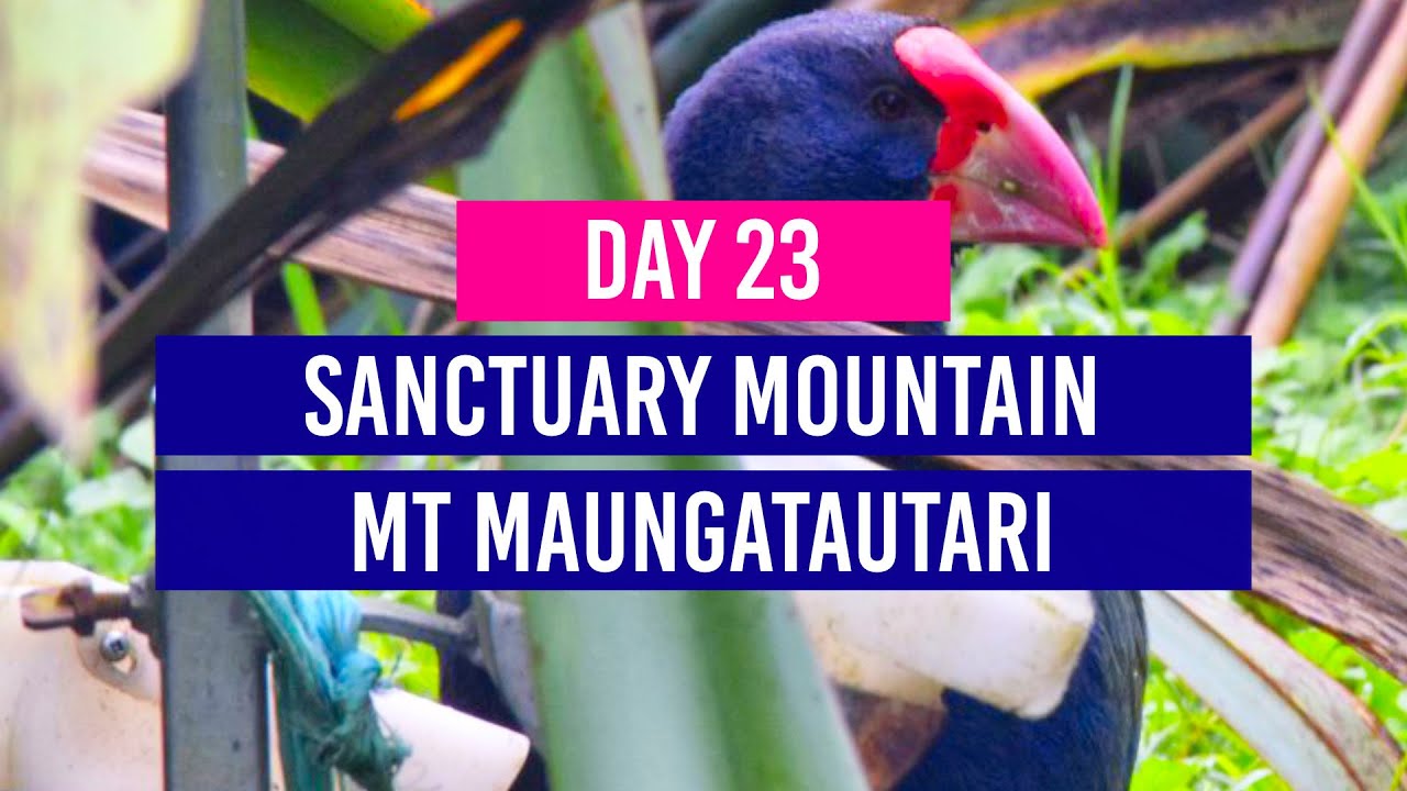DAY 23 🦉 Sanctuary Mountain / Mt Maungatautari Native Bird Reserve - New Zealand Travel