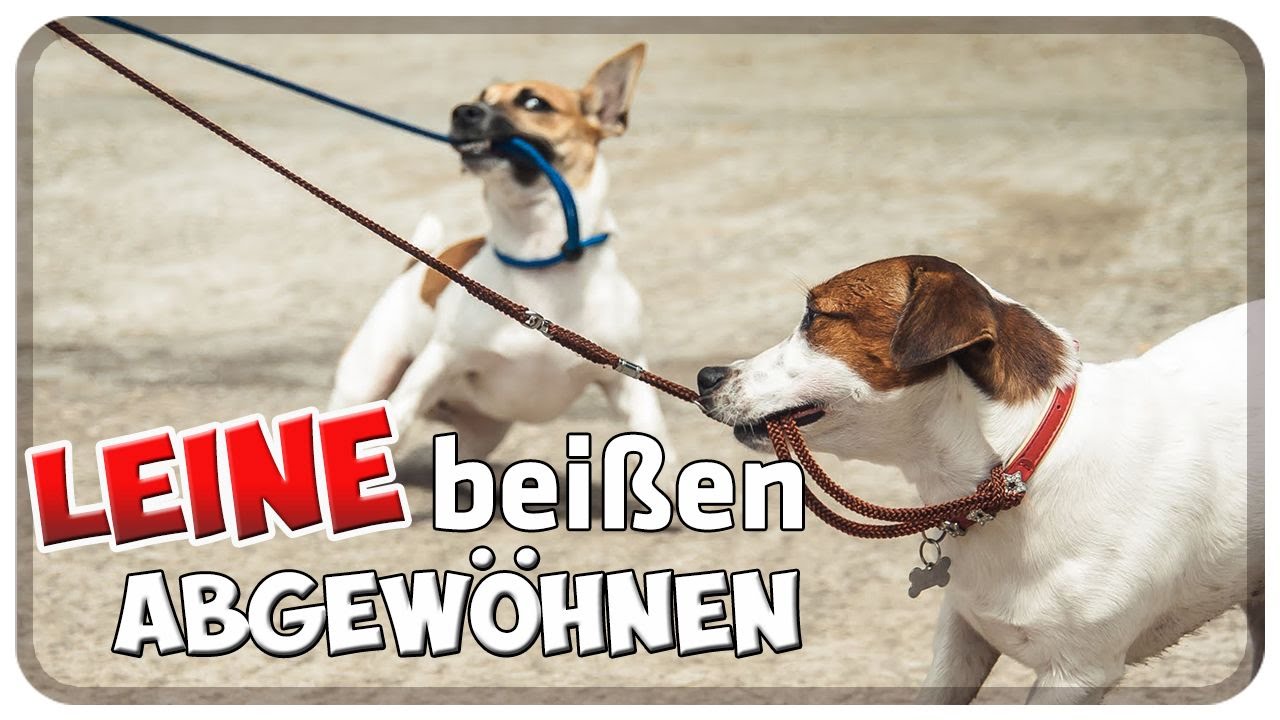 Hund beißt, zieht und zerrt an der Leine! Nach Leine schnappen abgewöhnen! Tipps!