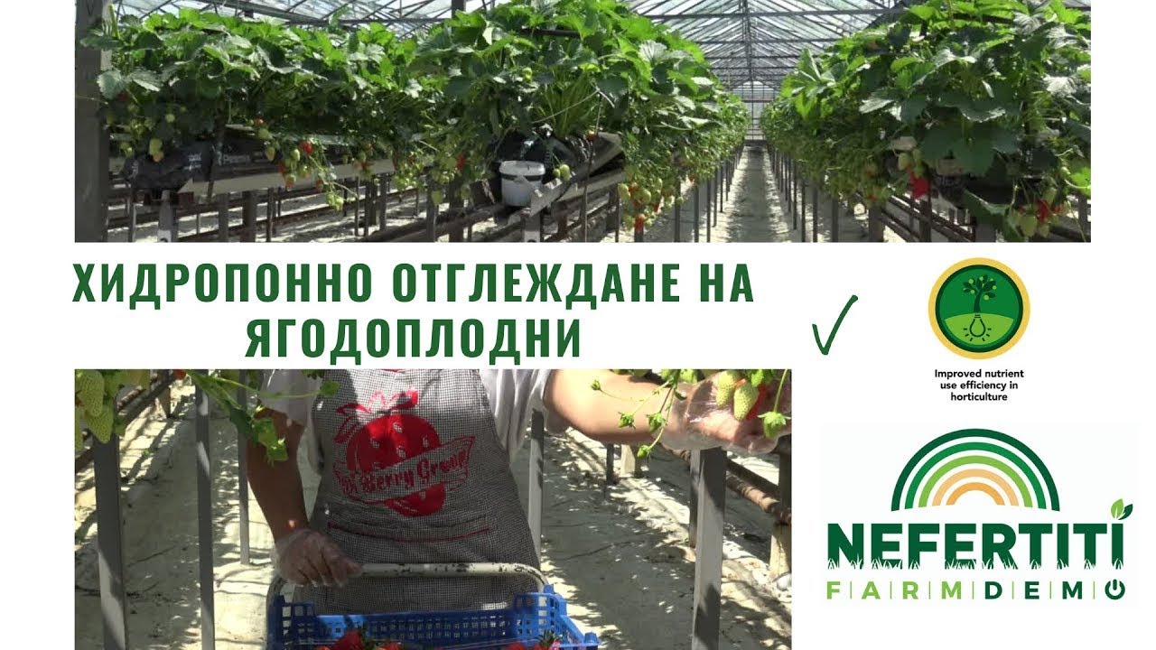 Хидропонно отглеждане на ягодоплодни -  ягоди, къпини и малини