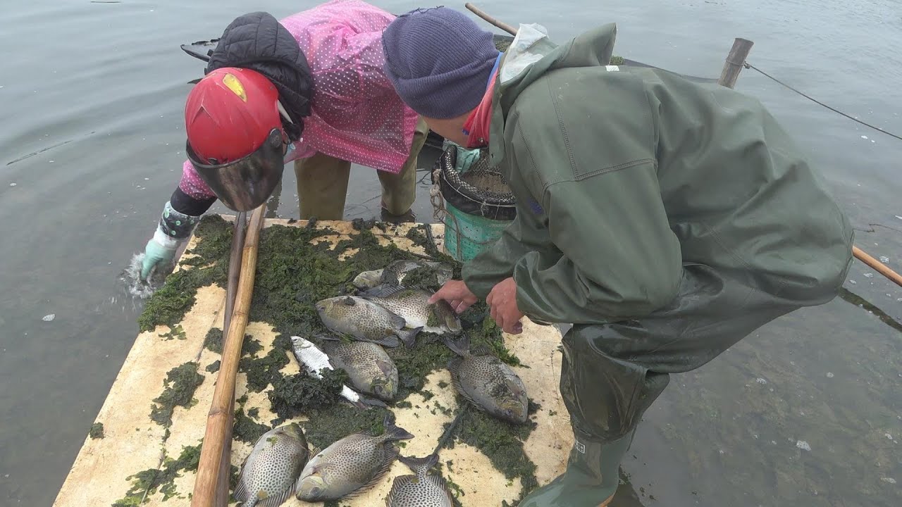 放荒几年的大坝，冻僵一批大鱼没人抓，小池一早赶来，看看抓多少