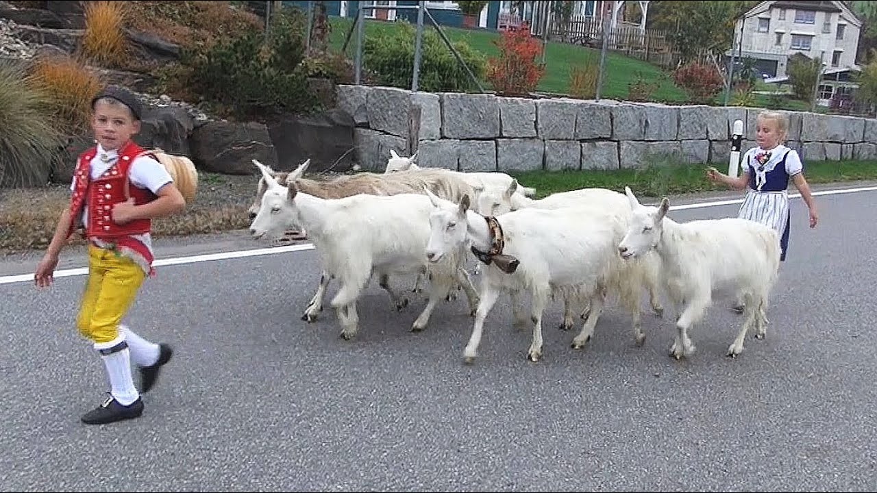 Viehschau Hundwil 2015