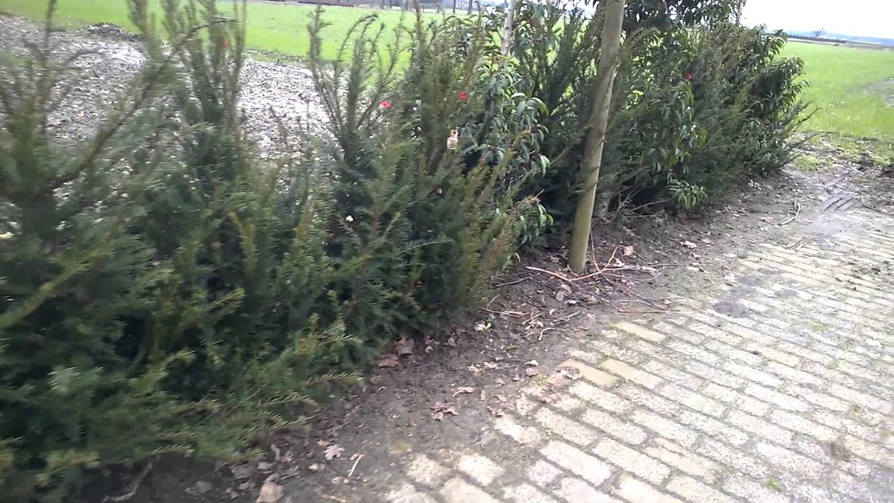onkruidbestrijding frees