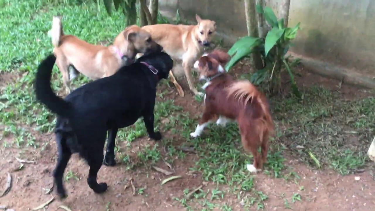 Phuket Dog Resort - Catch me!