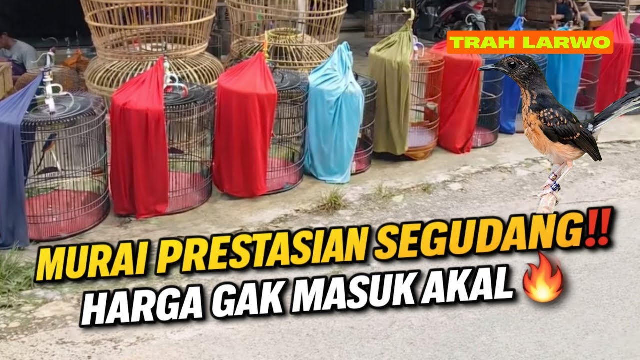 GILA AWAL BULAN 2026‼️ MURAI BATU PRESTASIAN SEGUDANG CUMA SEGITU 🔥 ADA TRAH LARWO