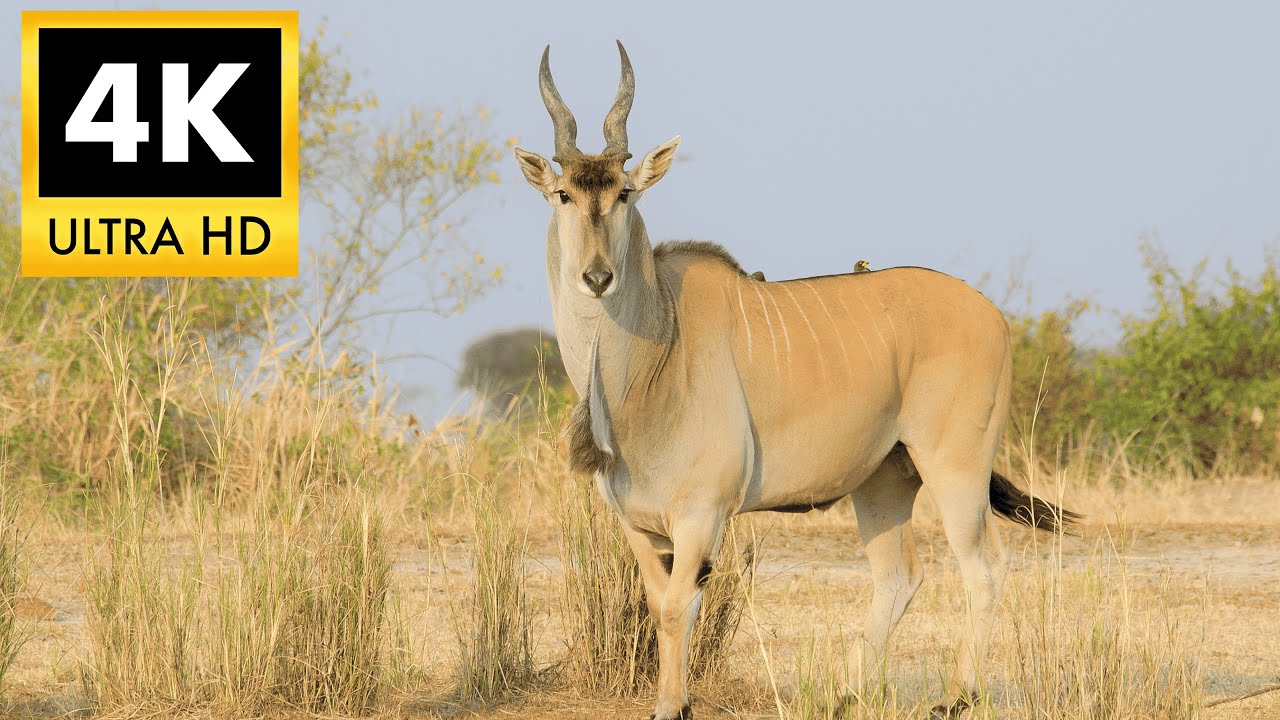 ELAND 4K HDR: The World’s Largest Antelope in Cinematic Ultra HD | 4K HDR TV Demo