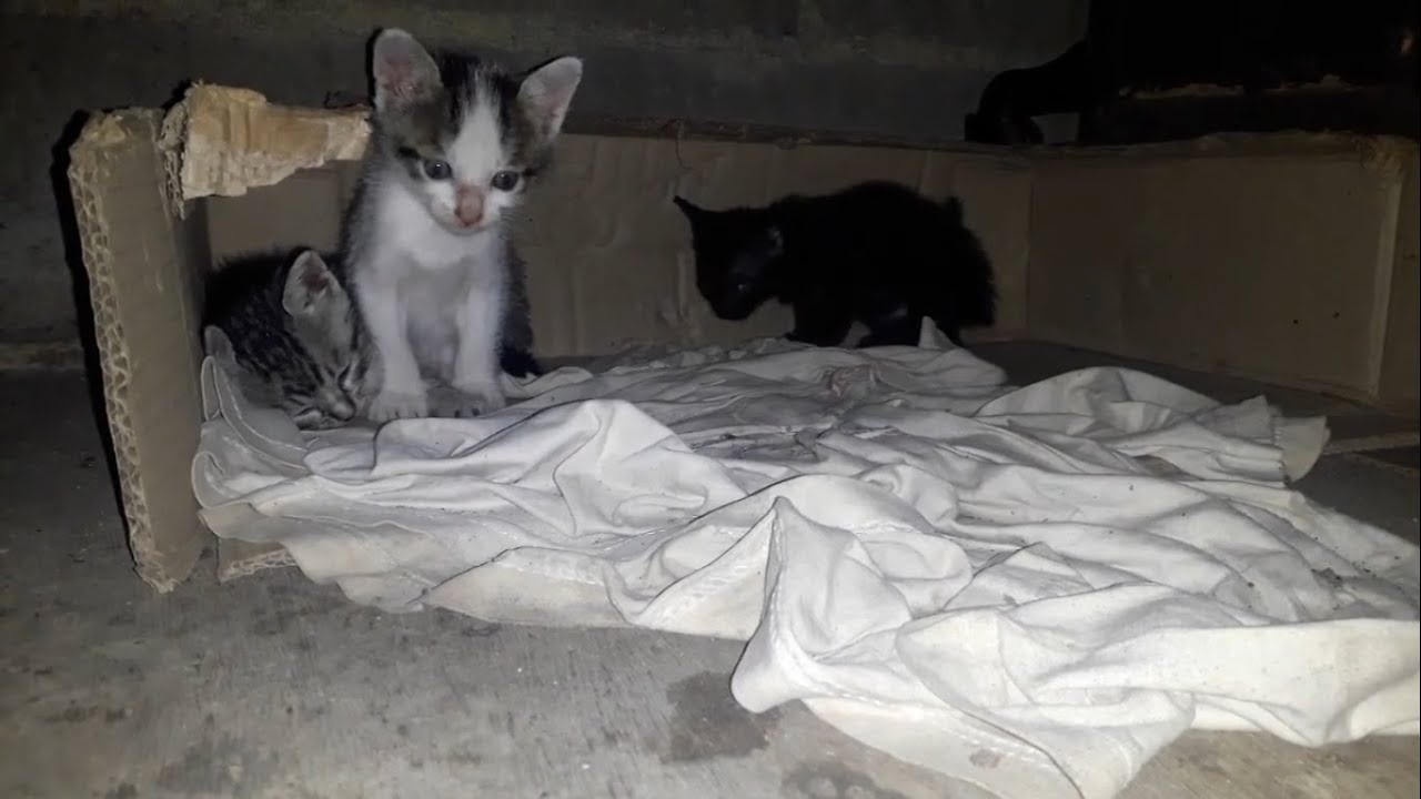 Sleepy kitten keeps being bothered by her brother and sister.