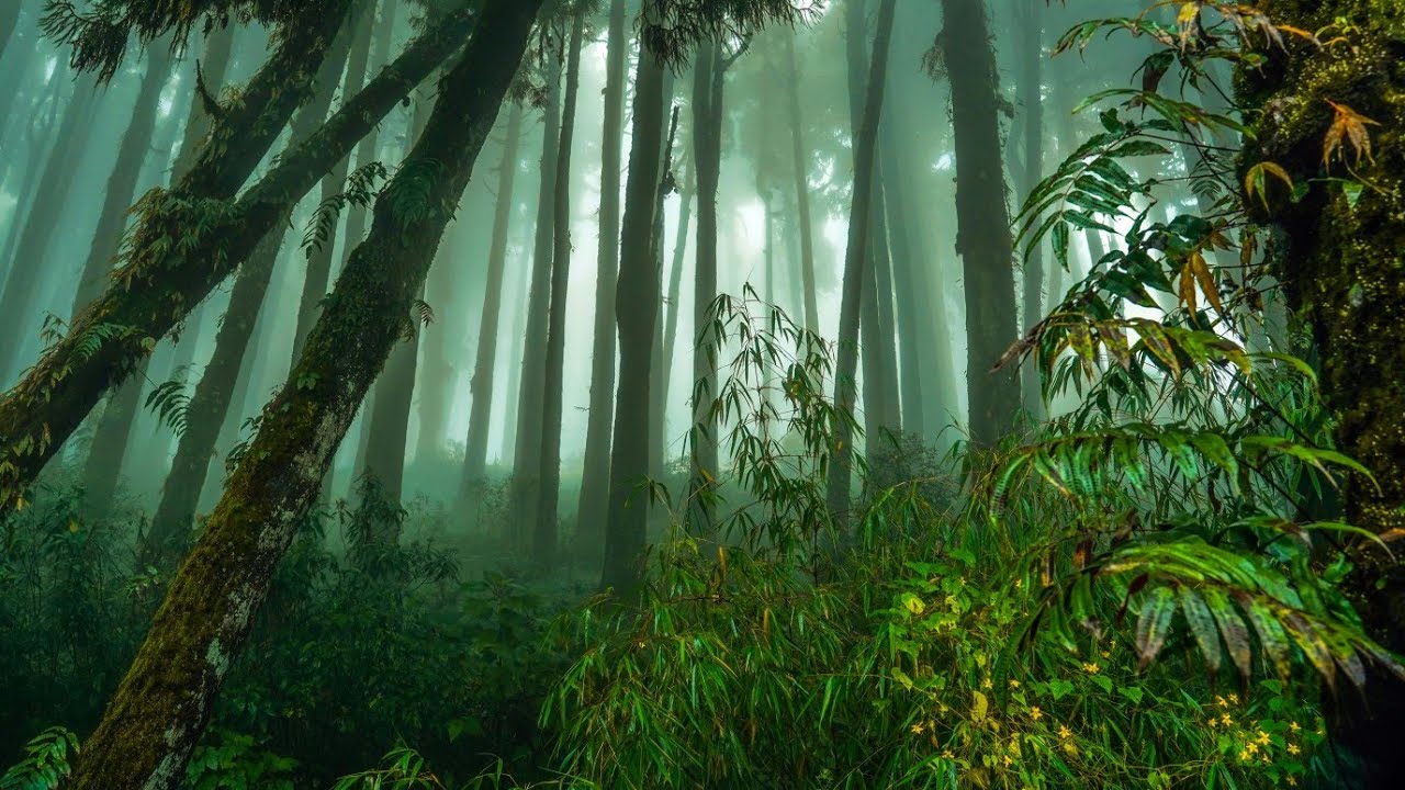 Very Relaxing Music - Calm music calms the heart and helps to relax the nervous system