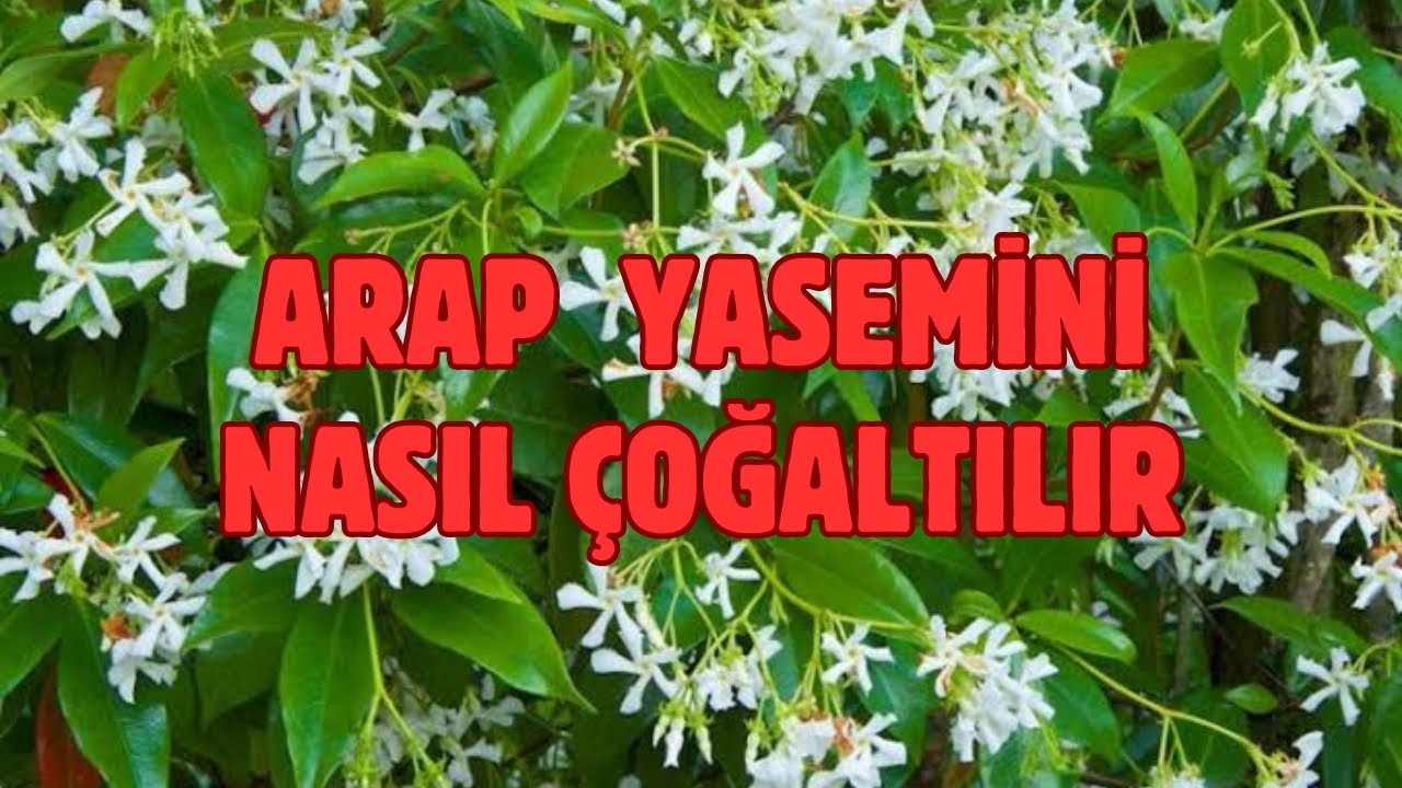 Arap Yaseminini &Ccedil;elik Y&ouml;ntemiyle Nasıl &Ccedil;oğaltabilirsiniz?