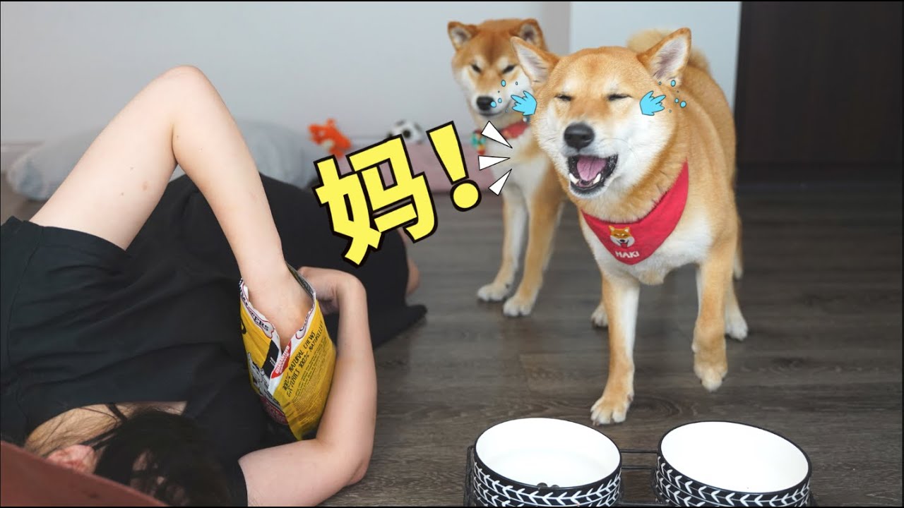 准备食物时假装晕倒 柴犬Haki和小woo会是什么反应呢？