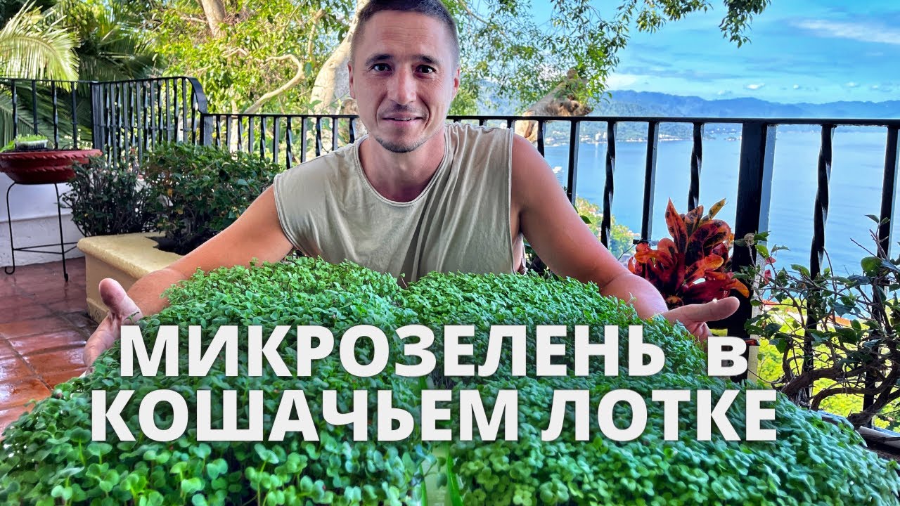 Микрозелень в кошачьих лотках за 7 дней . Пошаговая технология от семени до готовой зелени
