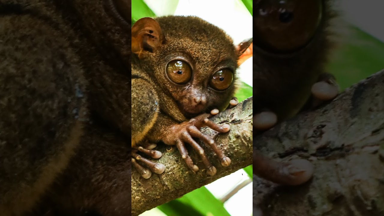Interesting Facts About The Tarsier