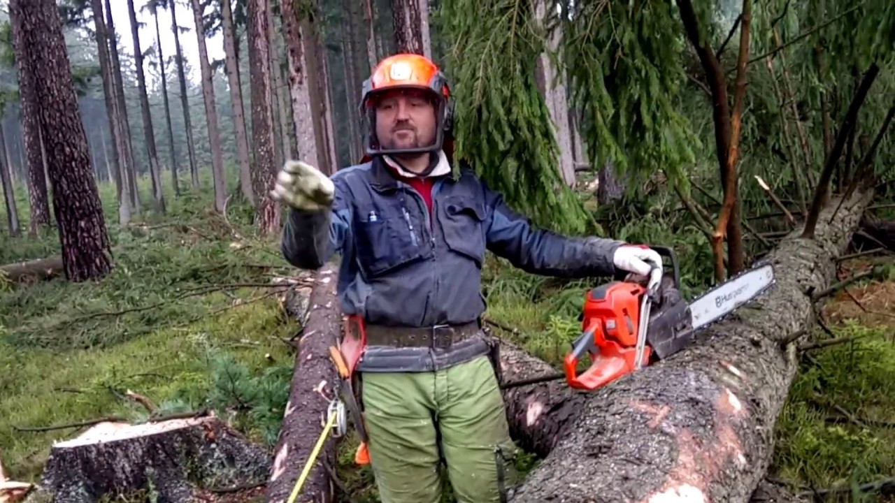 Complete felling and processing of a tree with a chainsaw Husqvarna 562 XP