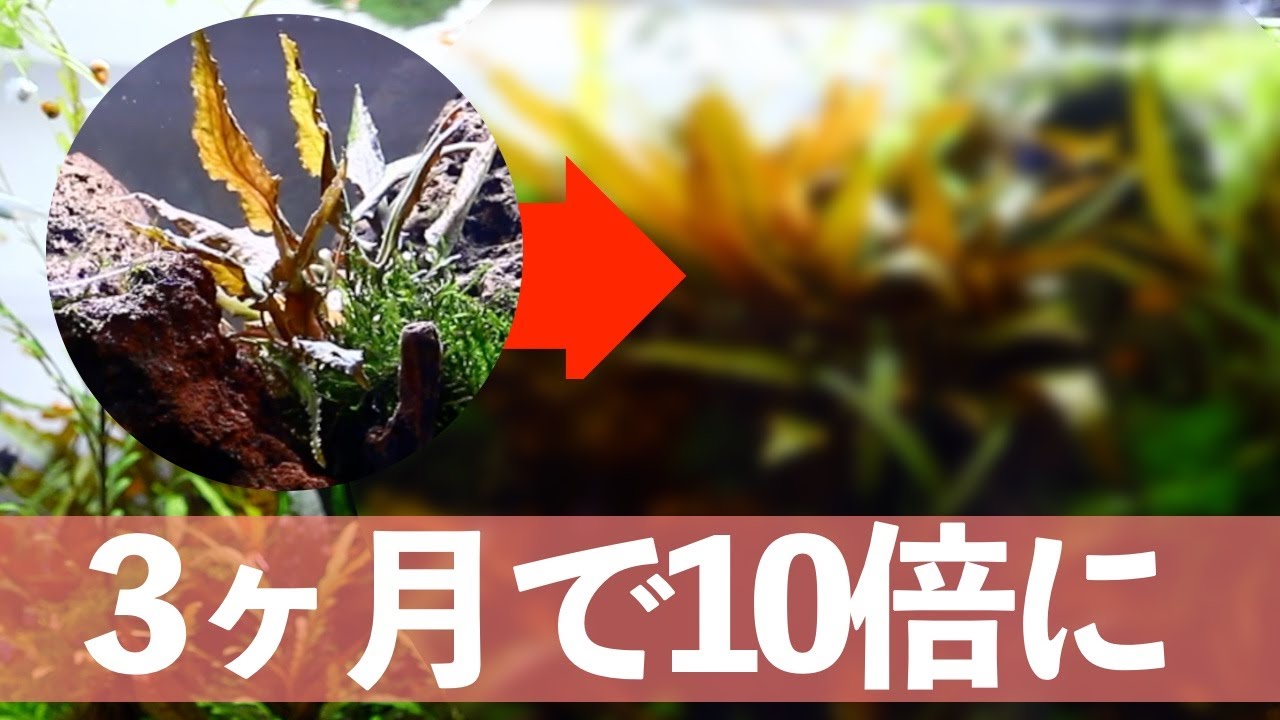 3ヶ月で10倍増えた！！ 大きくなり過ぎたクリプトコリネ 【熱帯魚】【アクアリウム】
