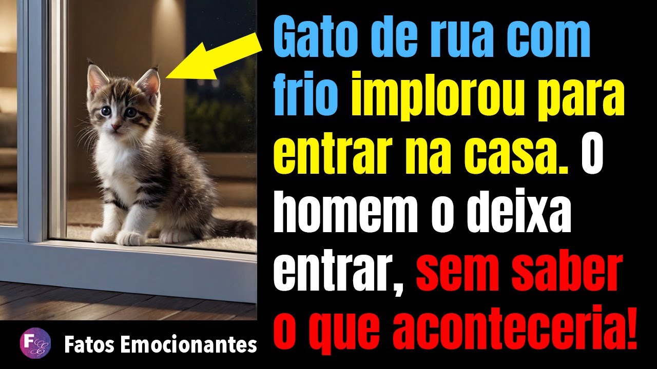 GATO DE RUA FRIO IMPLOROU PARA ENTRAR NA CASA. O HOMEM O DEIXA ENTRAR, SEM SABER O QUE ACONTECERIA!