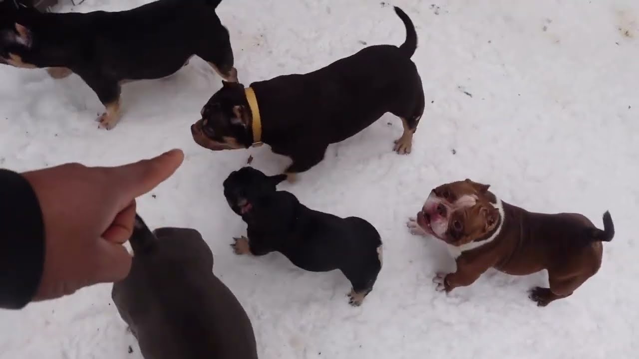 ЛУЧШИЕ КАРМАННЫЕ АМЕРИКАНСКИЕ ХУЛИГАНЫ