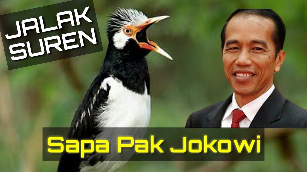 VIRAL! Burung Jalak Menyapa Pak Jokowi