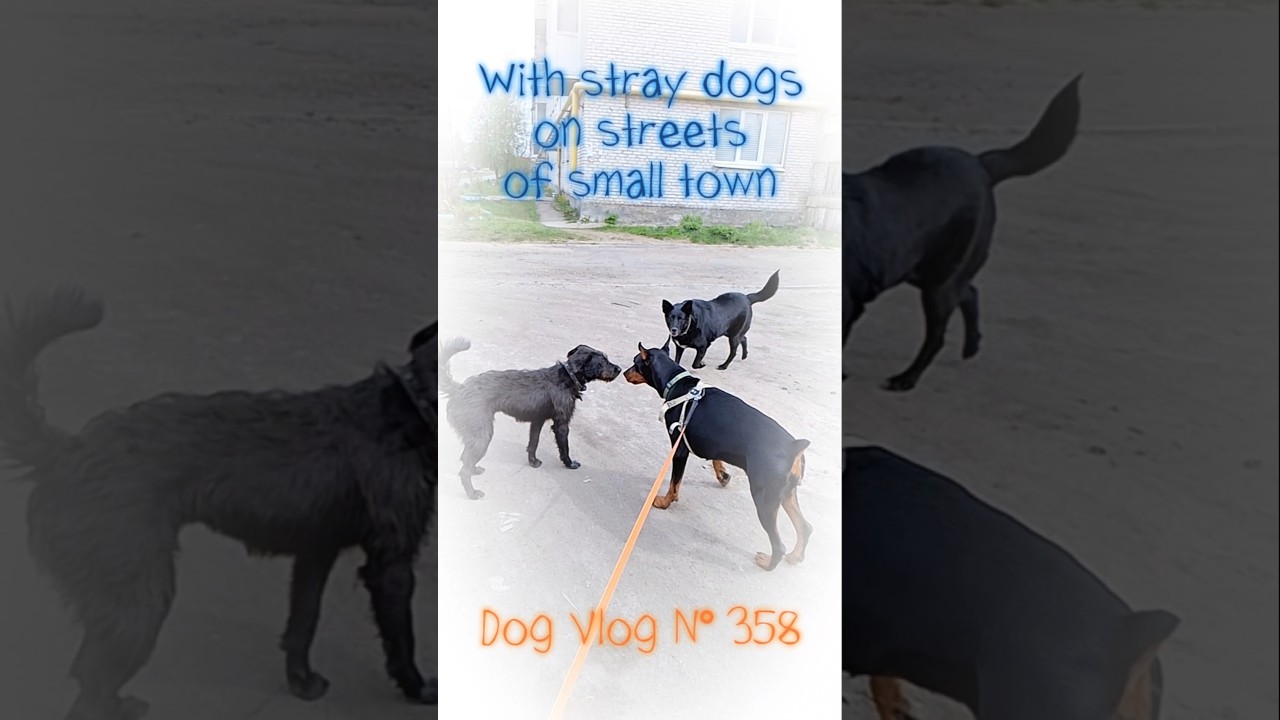 An encounter with stray dogs on streets of small town #dogvlog