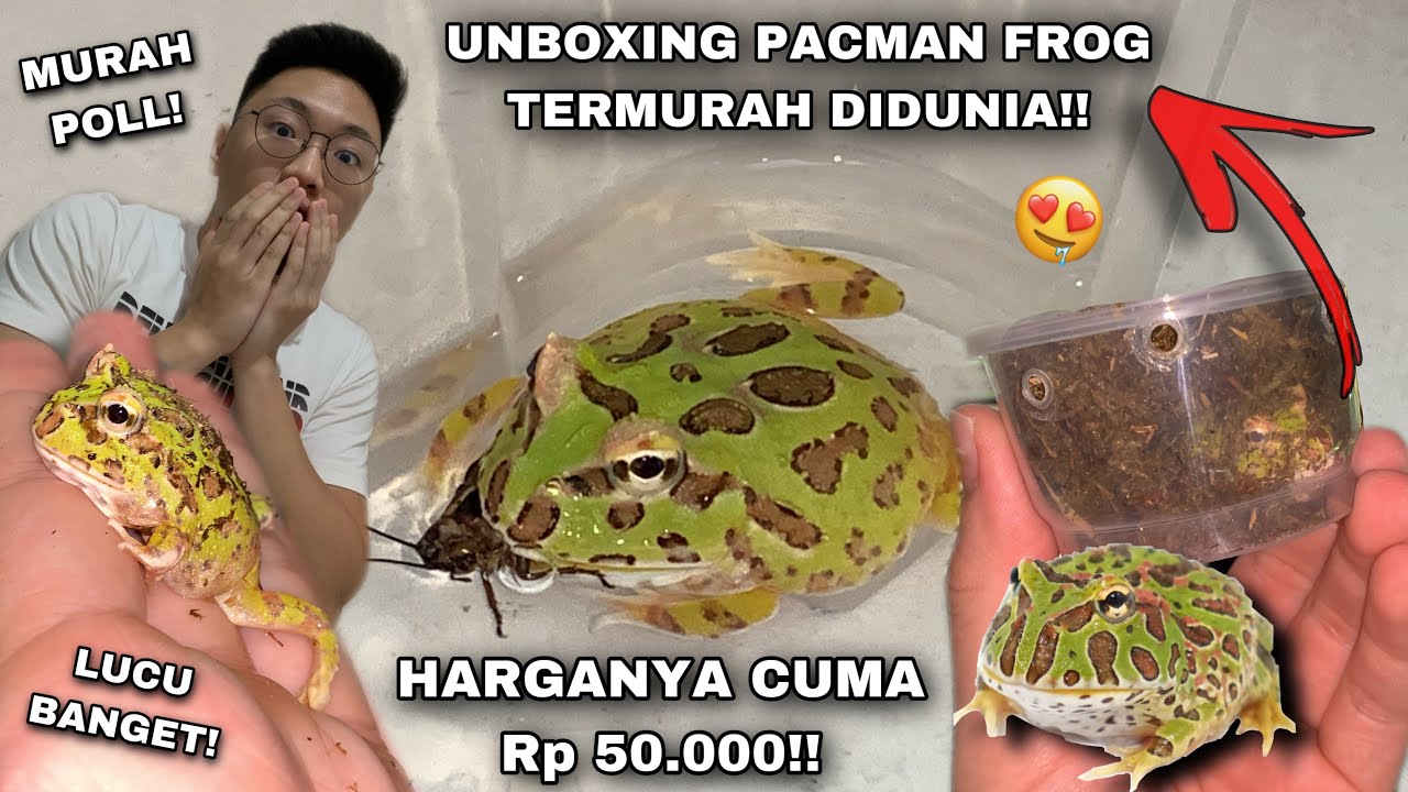 BELI PACMAN FROG TERMURAH DIDUNIA! CUMA Rp 50.000! LUCU BANGET! GREEN PACMAN FROG