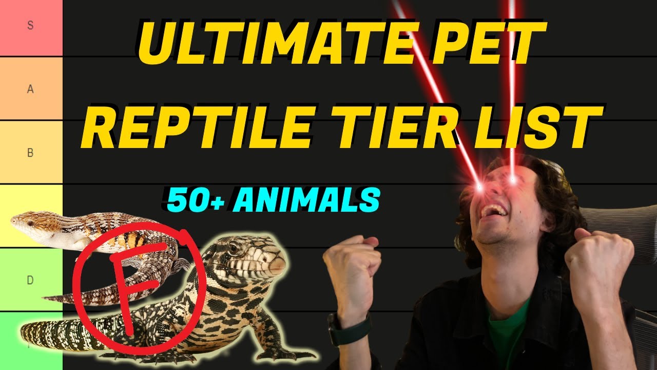 Ranking Top Pet Reptiles - Pet Reptiles for Beginners and More (Reptile Tier List)