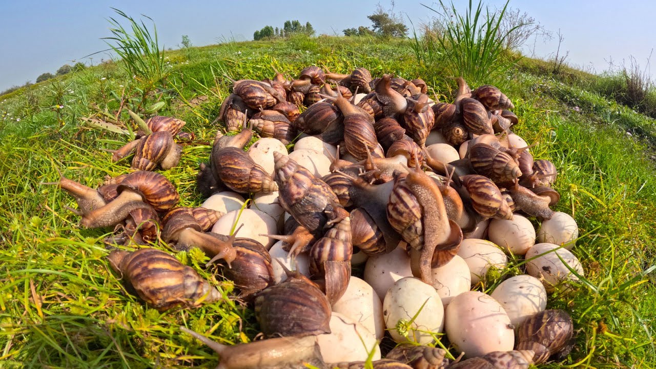 The Secret Life of Snails: Harvesting Snail Nesting