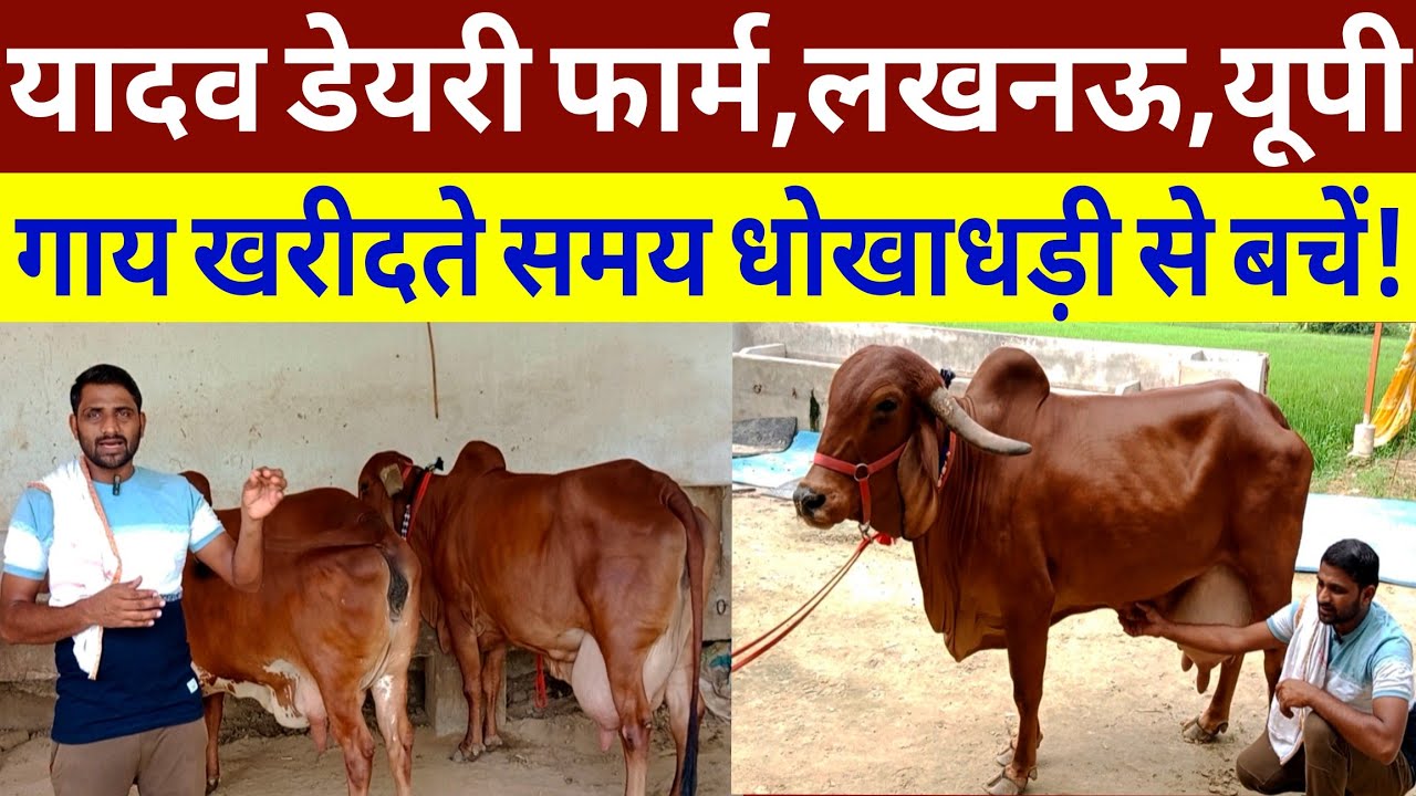 टाॅप गिर गाय:-युवा साथी ने दिल खोलकर एक एक सच्चाई बारिकी से बताया/yadav dairy farm lucknow up ||