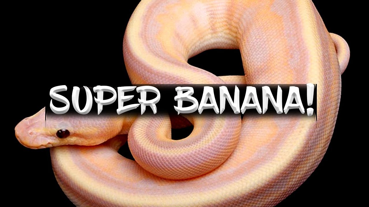 The 'Super Banana' Ball Python