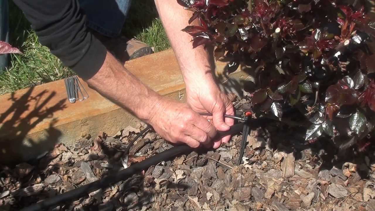 Drip Irrigation Kit - Rose and Shrub Irrigation Kit