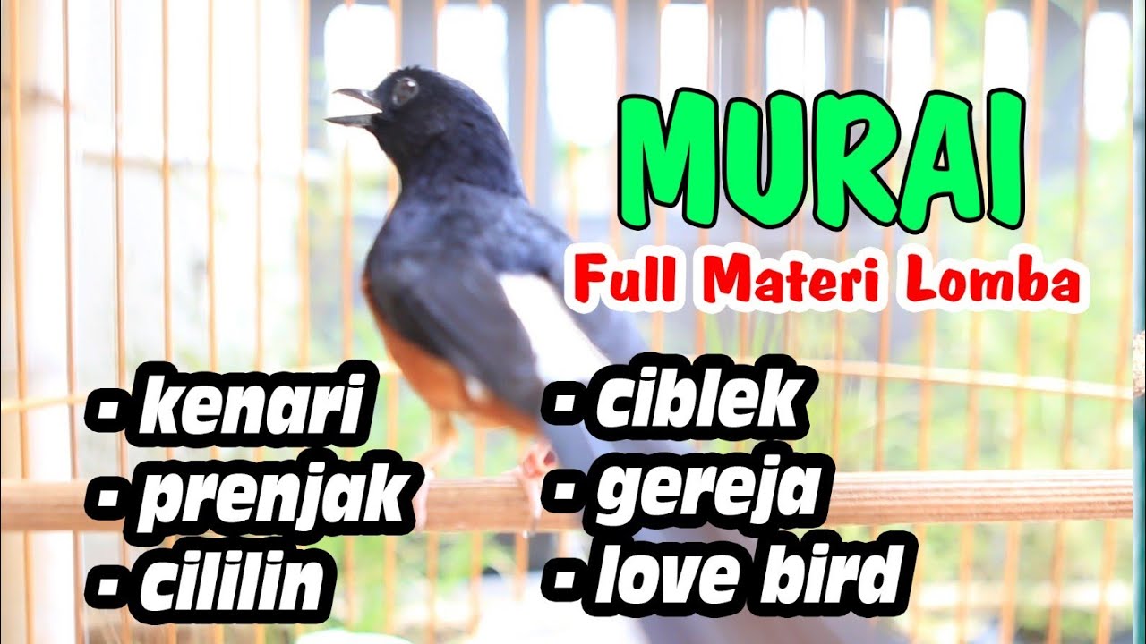 MASTERAN MURAI BATU GACOR DOR BONGKAR MATERI,  BIKIN MURAI BATU LANGSUNG GACOR