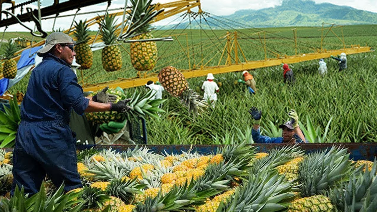 PERTANIAN BUAH NANAS MODERN YANG SUKSES HASILKAN RIBUAN TON DI COSTA RIKA DAN MEKSIKO
