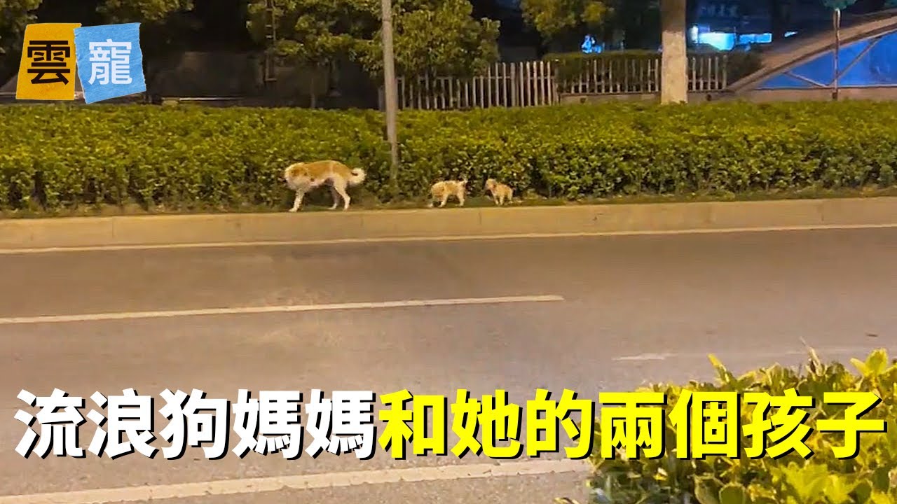 狗媽媽帶著小狗在路邊流浪，溫馨又心酸，第二天帶小狗回家，狗媽媽緊跟不舍...