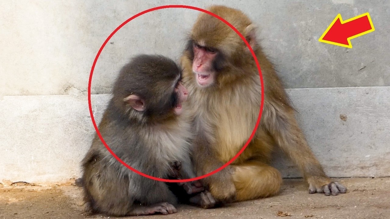 Малыш Панч стоит на своем! Отгоняет нападающую обезьяну и празднует победу прыжком 🐒