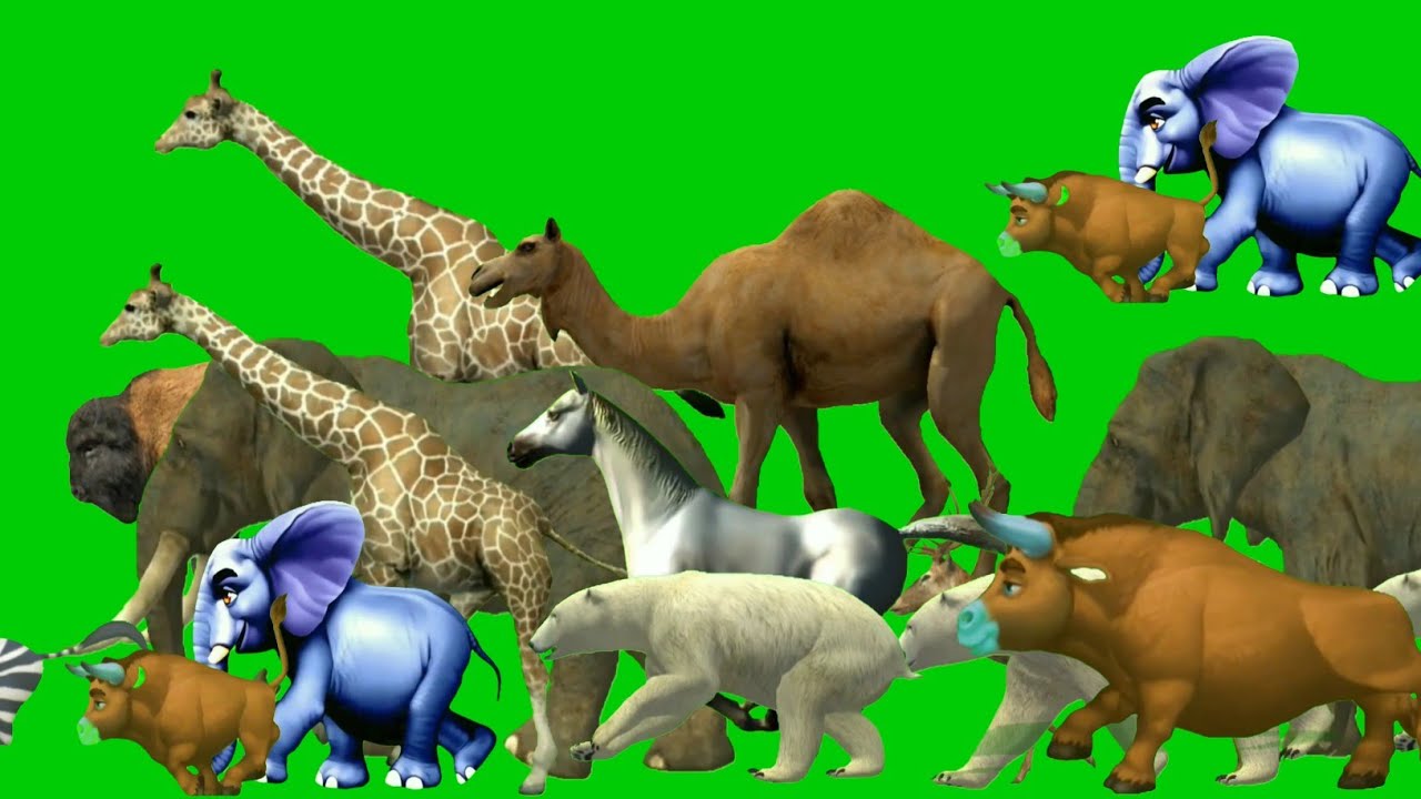 Long Slide Game with Cow Elephant Gorilla Hippopotamus Tiger - 3d Animal Game - Funny 3d Animals