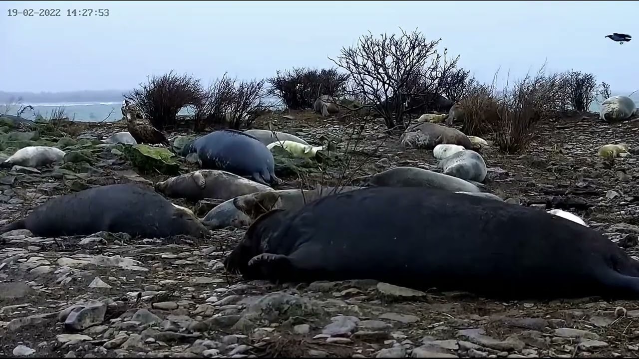 Vilsandi National Park Estonia~Grey seals and White tailed eagles~19 02 2022