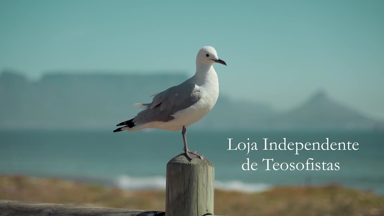 Para Voar Alto