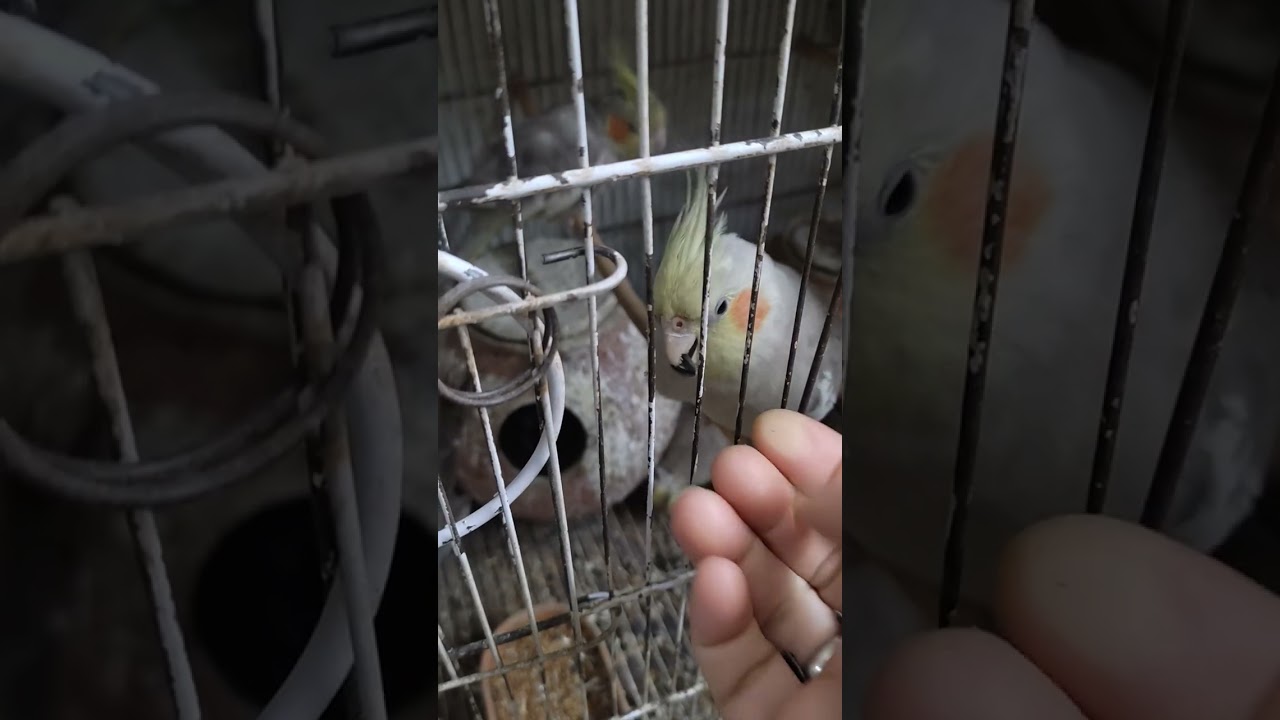 Beautiful cockatiel parrot fed by Hand 👌🏼👏🏼👌🏼