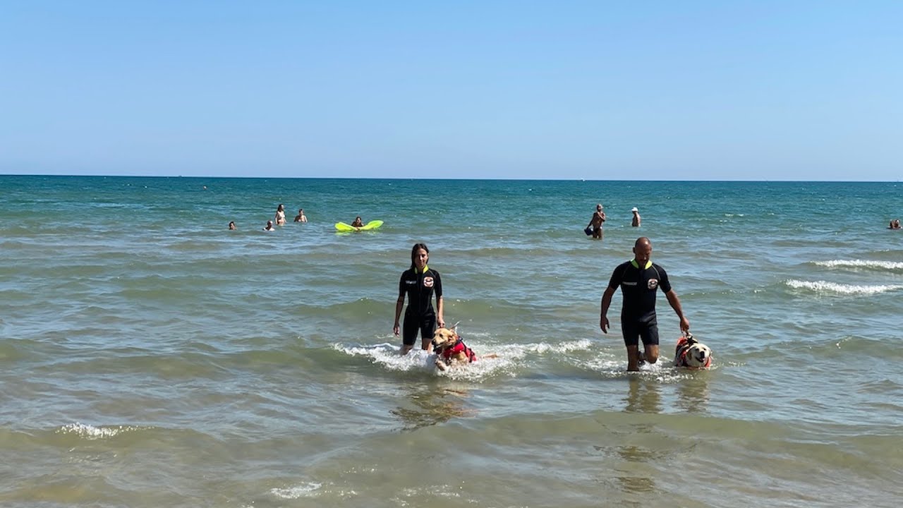 Una mattinata con i cani di salvataggio, preziosi alleati per la sicurezza in mare