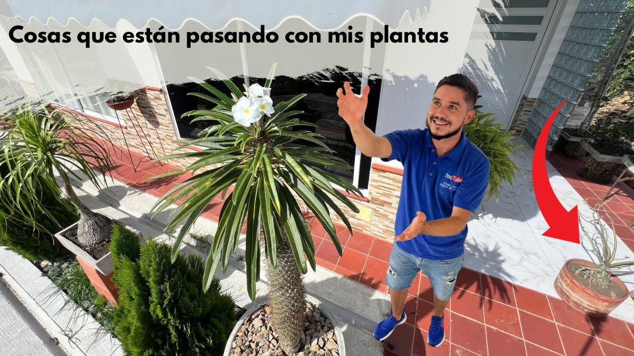 La primera floración de mi PALMERA DE MADAGASCAR y un trasplante salvador