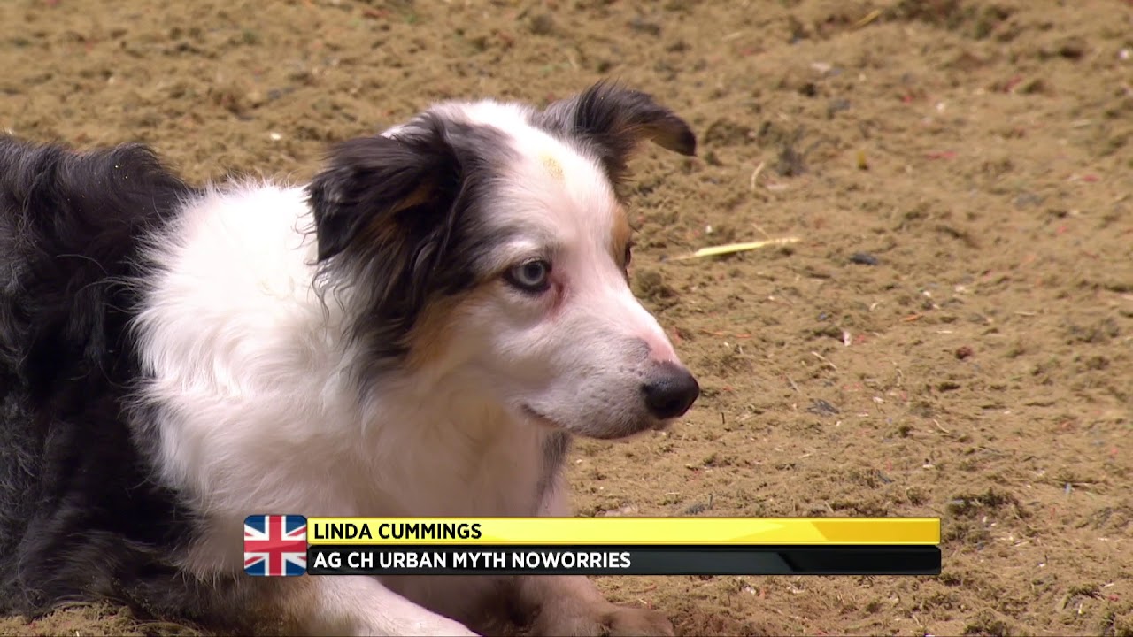 The Kennel Club Medium Dog Agility Finals at Olympia 2017