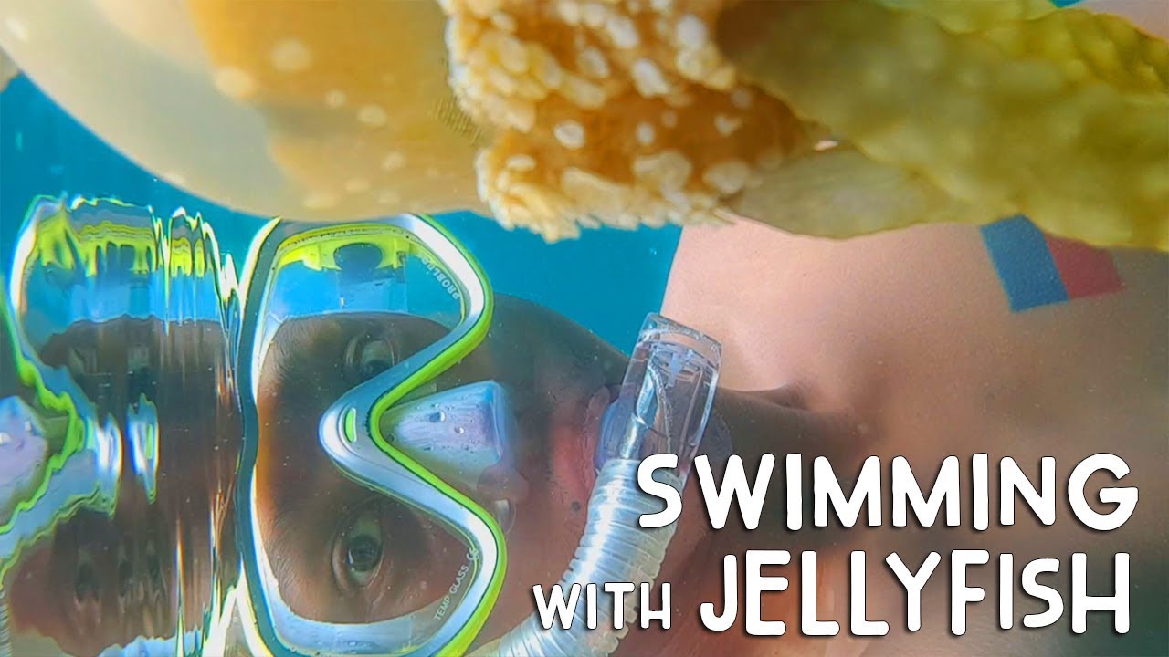 SWIMMING WITH JELLYFISH & SHARKS (AMAZING!) | Vlog #241